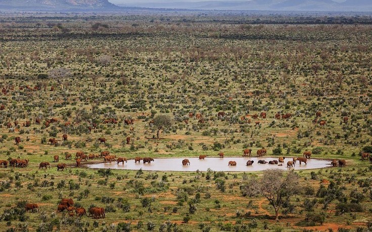 Aerial View of Wildlife from Plane