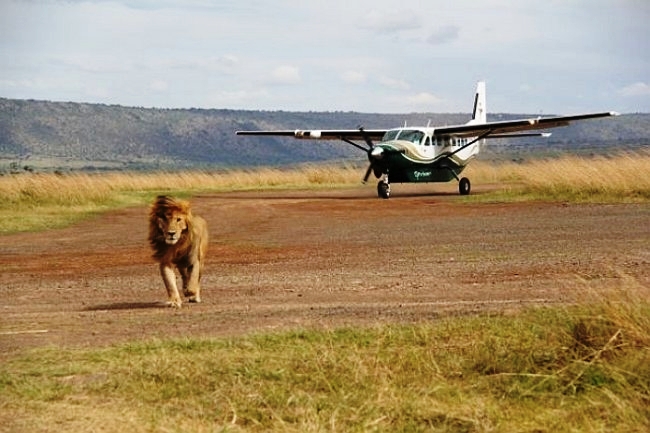 Safari Plane Landing on Airstrip