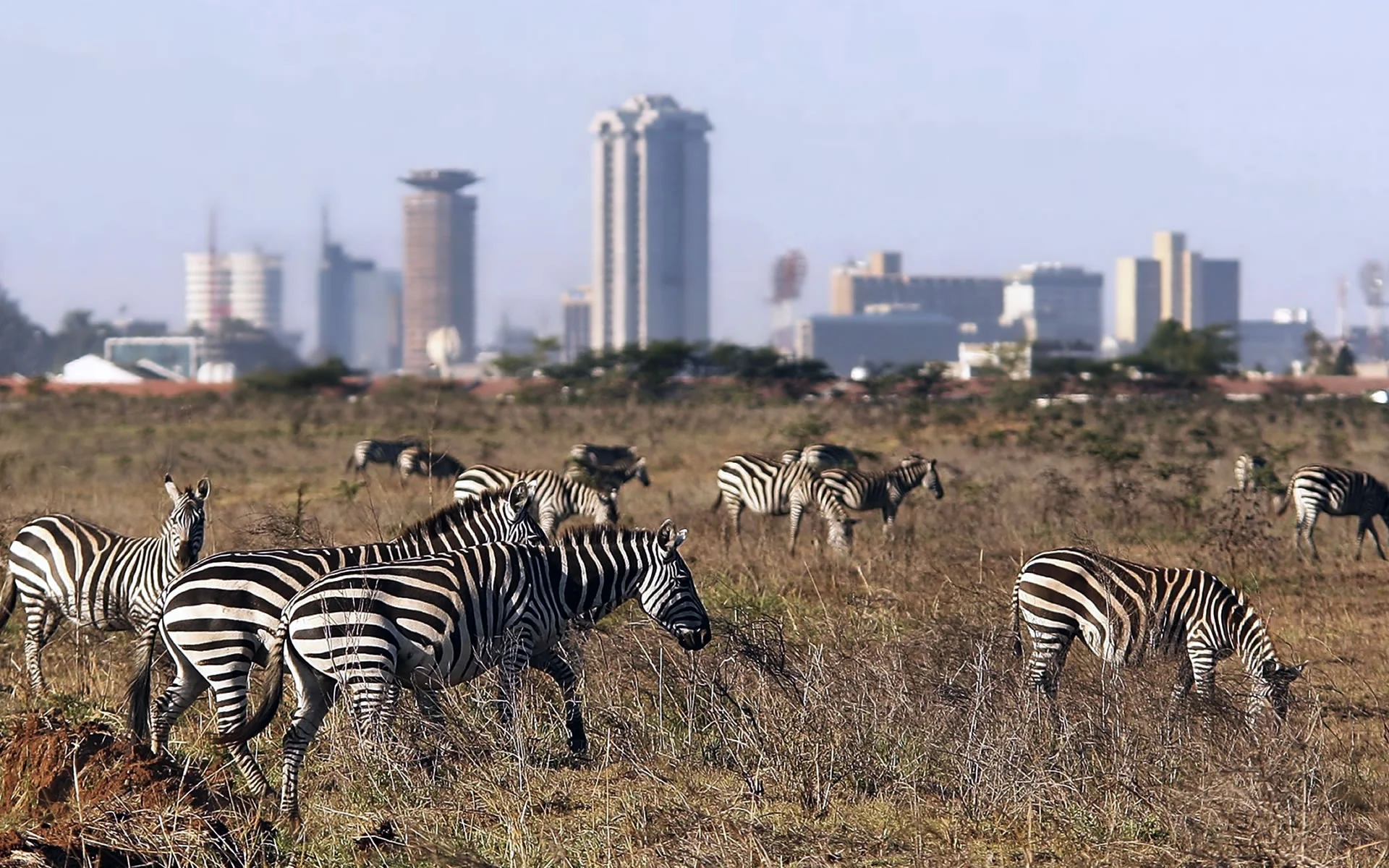 Nairobi National Park Day Trip